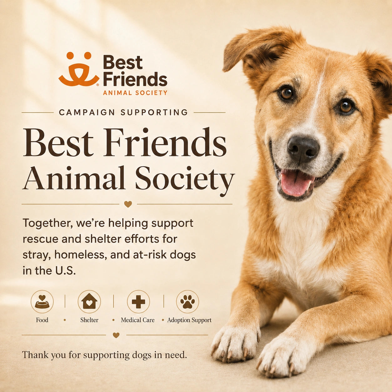 Donate to Help Stray Dogs in the U.S.