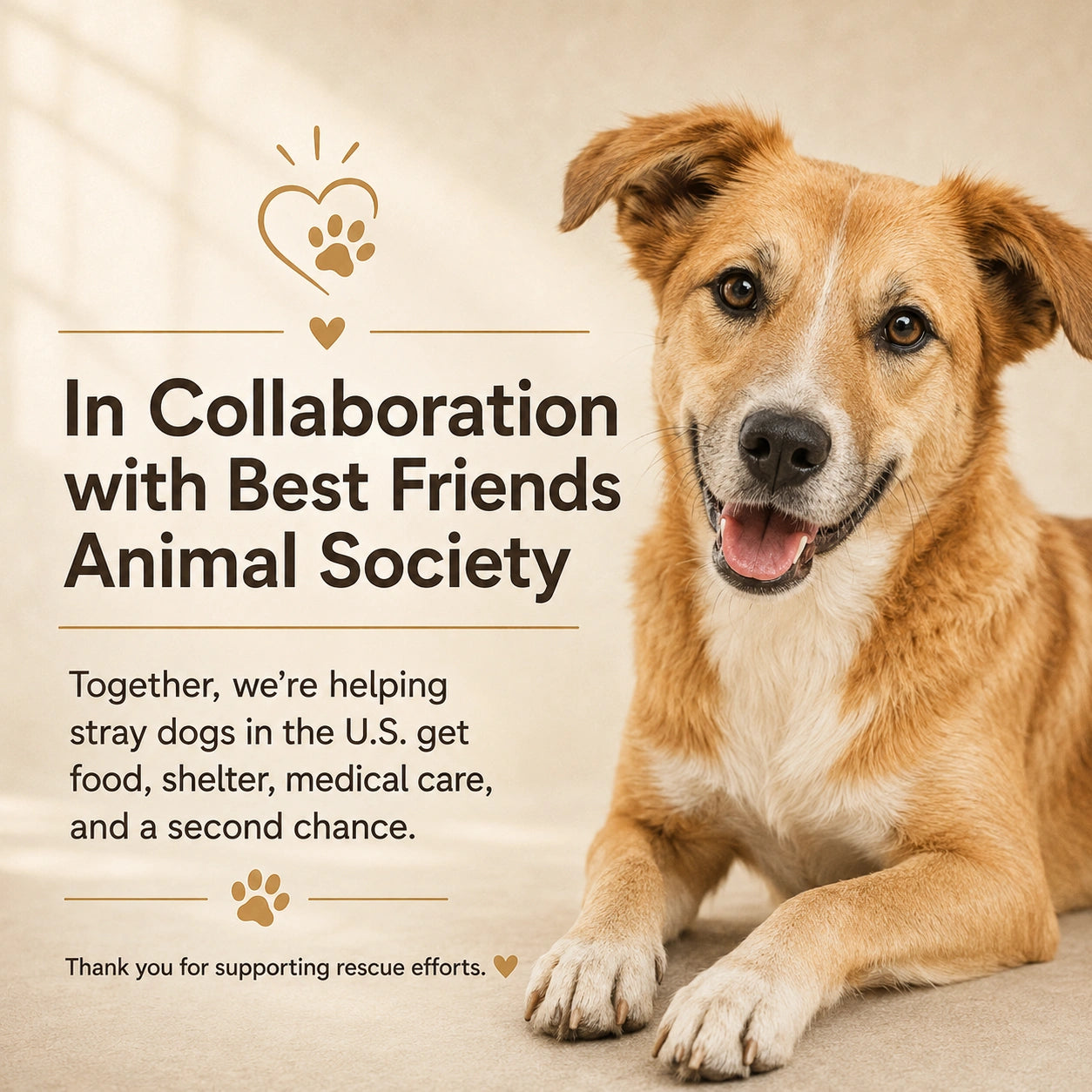 Donate to Help Stray Dogs in the U.S.