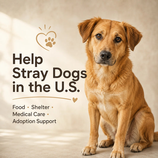 Donate to Help Stray Dogs in the U.S.