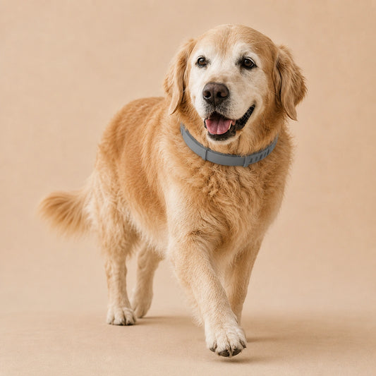 SilverHeritage™ FreshTrail Dog Collar