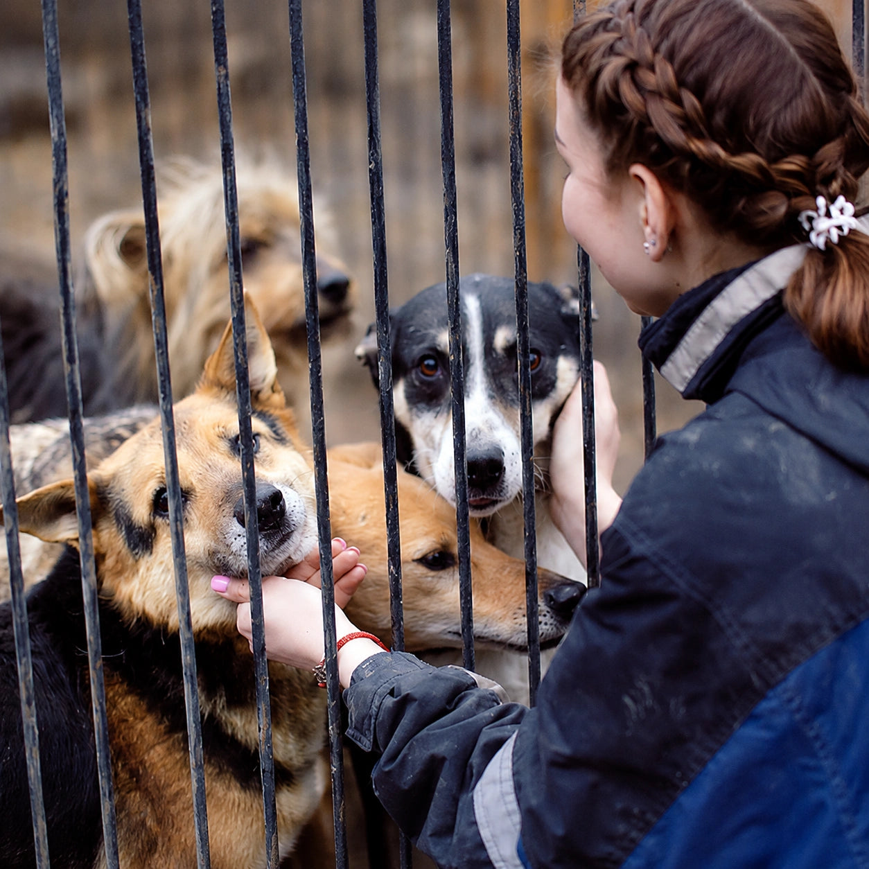 The Elderly Pet Organization